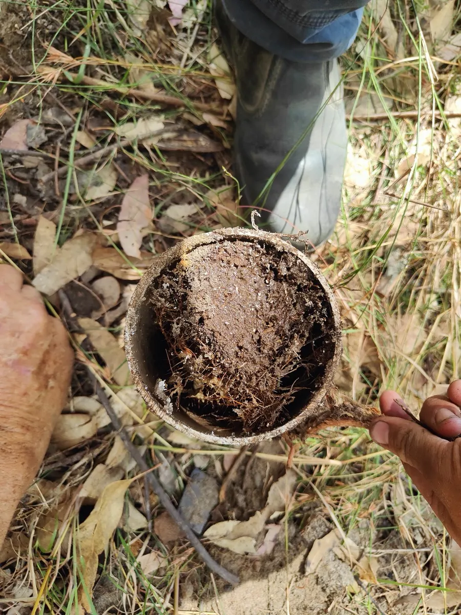 A cut section of pipe packed solid with tree roots, pulled from a blocked line